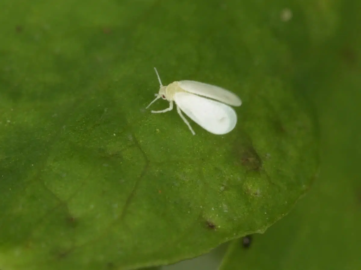 Stratégies biologiques efficaces