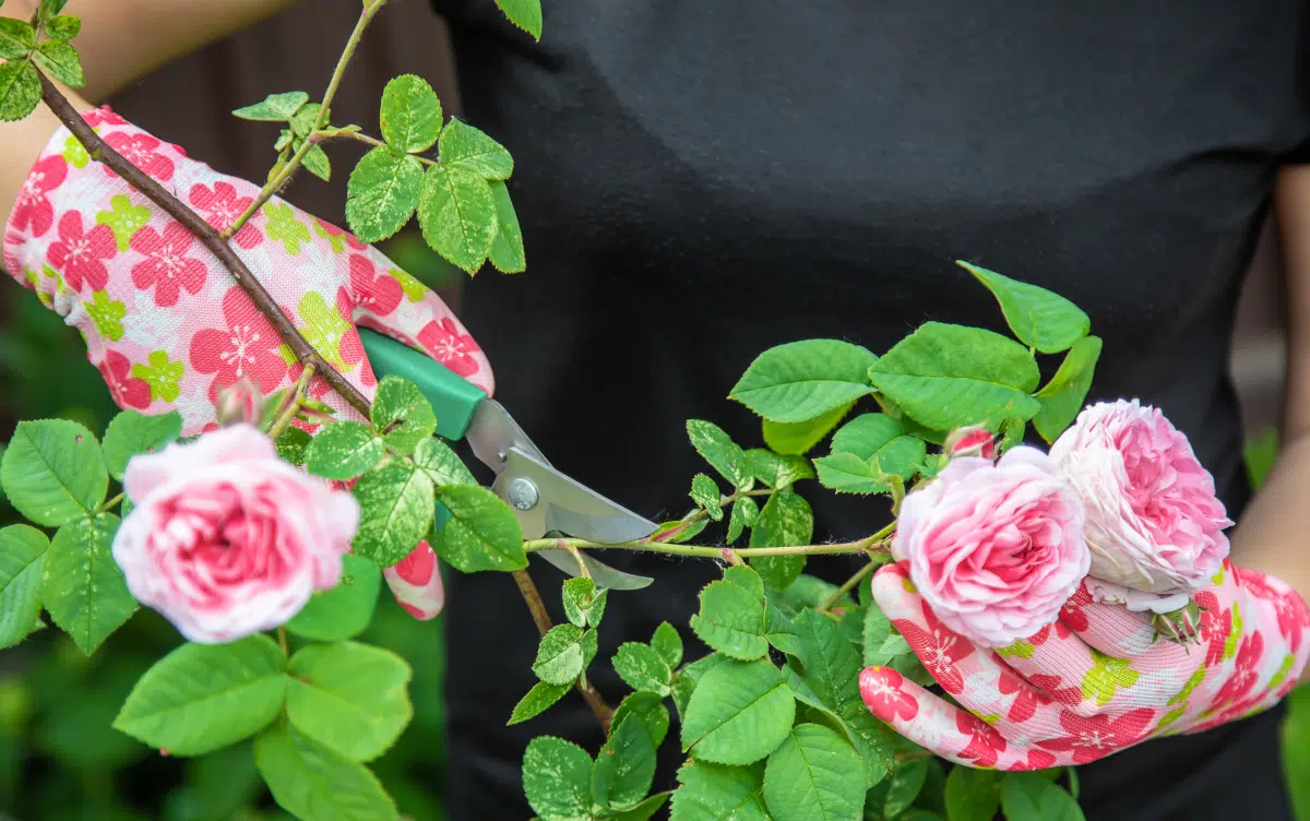 couper des rosiers